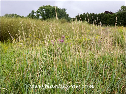 Reed Canary Grass (Phalaris arundinacea)
Image was taken in late August.